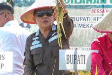 Panen Padi di Meranti Meningkat, Tembus 6.000 Ton per Tahun