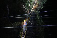 Pohon Tumbang Saat Hujan dan Angin Kencang, Listrik Jalan Dorak Selatpanjang Padam