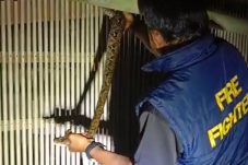 Petugas Damkar Meranti Evakuasi Ular Piton dari Rumah Warga di Desa Gogok