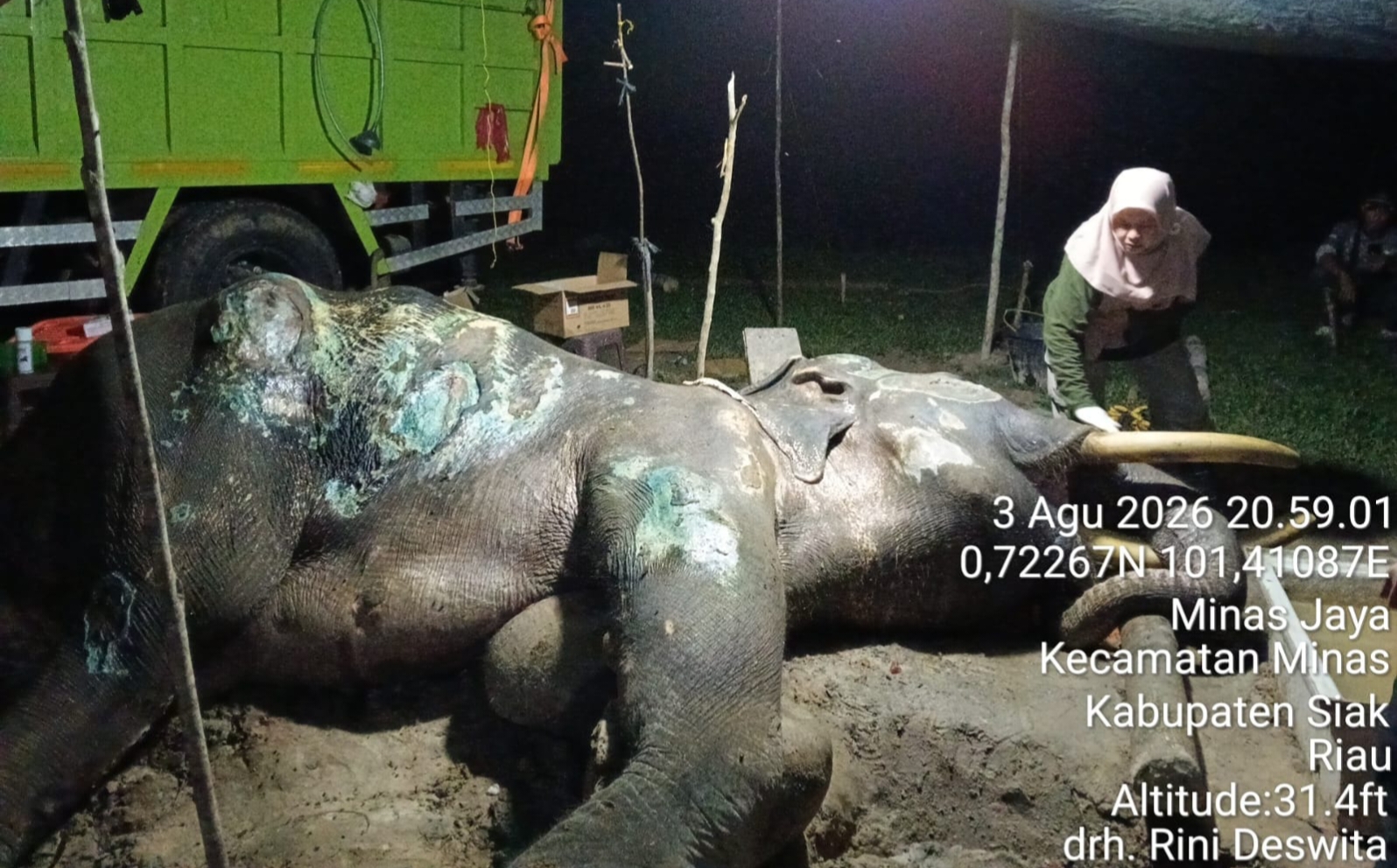 Sempat Nafsu Makan dan Bisa Berjalan, ‘Jovi’ Gajah Binaan PLG Minas Tutup Usia