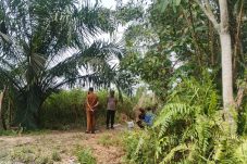 BBKSDA Riau Bantah Kemunculan Harimau di Pasir Putih