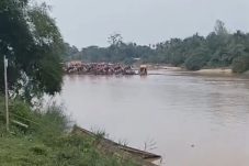 Aktivitas PETI Tetap Berlangsung Saat Pacu Jalur Digelar
