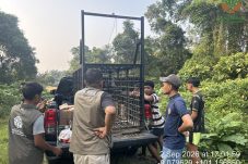 Beruang Muncul di Permukiman Warga Kuntu