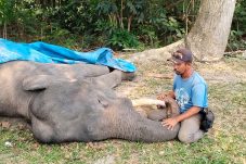 Gajah Binaan PLG Minas Diego Mati Setelah Dirawat Intensif