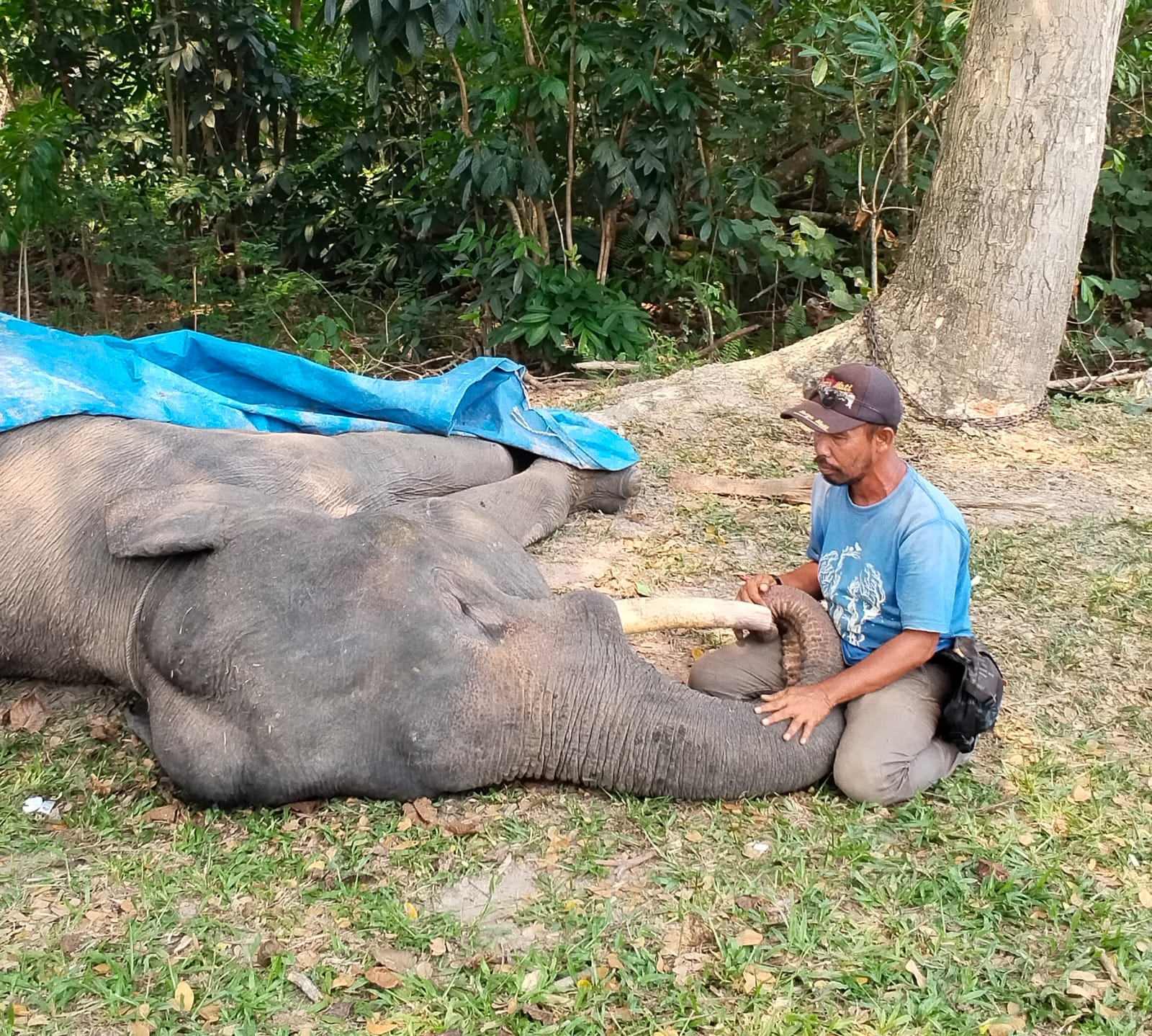 Gajah Binaan PLG Minas Diego Mati Setelah Dirawat Intensif