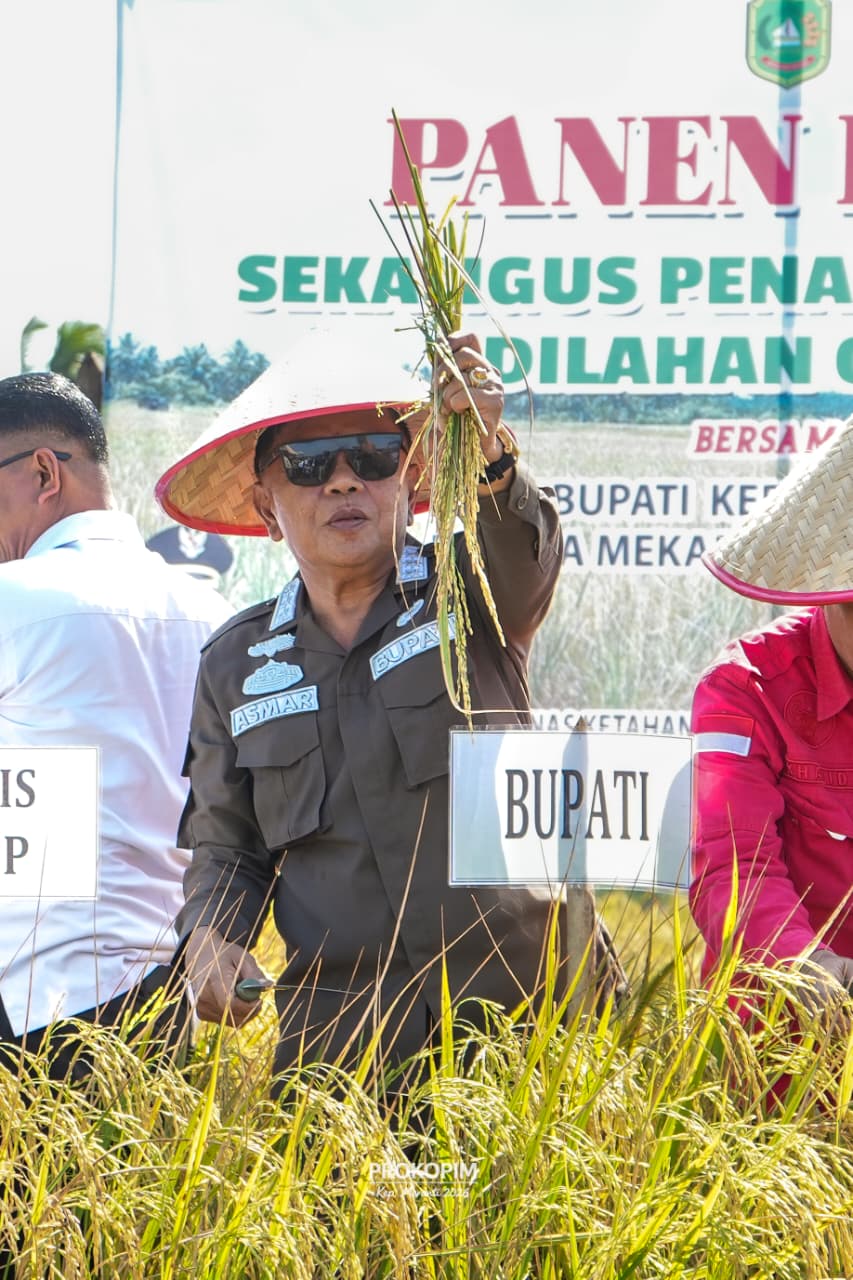 Panen Padi di Meranti Meningkat, Tembus 6.000 Ton per Tahun