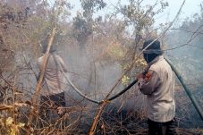 Petugas Berjibaku Padamkan Karhutla di Mekar Sari