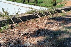 Tanaman Bugenvil Dirusak OTK, BP Batam Kecam dan Sebut Bentuk Vandalisme