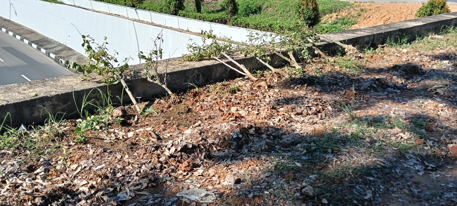 Tanaman Bugenvil Dirusak OTK, BP Batam Kecam dan Sebut Bentuk Vandalisme