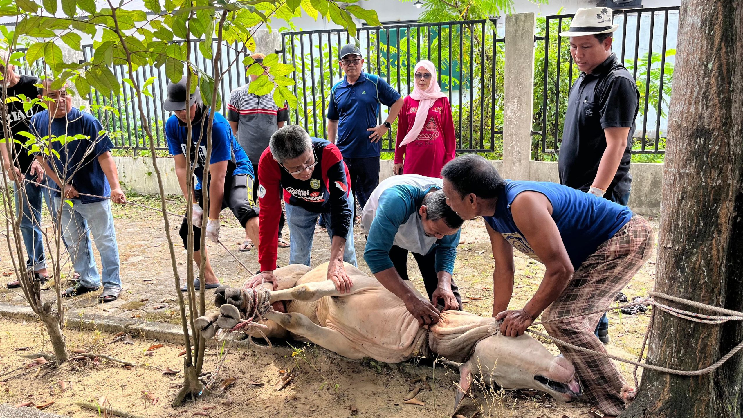 PWI Riau Laksanakan Penyembelihan 6 Sapi dan 1 Kambing di Belakang Kantor