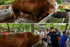 Ini Dia Rambo, Sapi dengan Bobot 903 Kilogram Kurban Presiden untuk Masyarakat Meranti