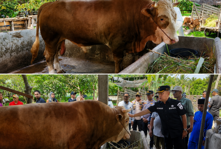 Ini Dia Rambo, Sapi dengan Bobot 903 Kilogram Kurban Presiden untuk Masyarakat Meranti