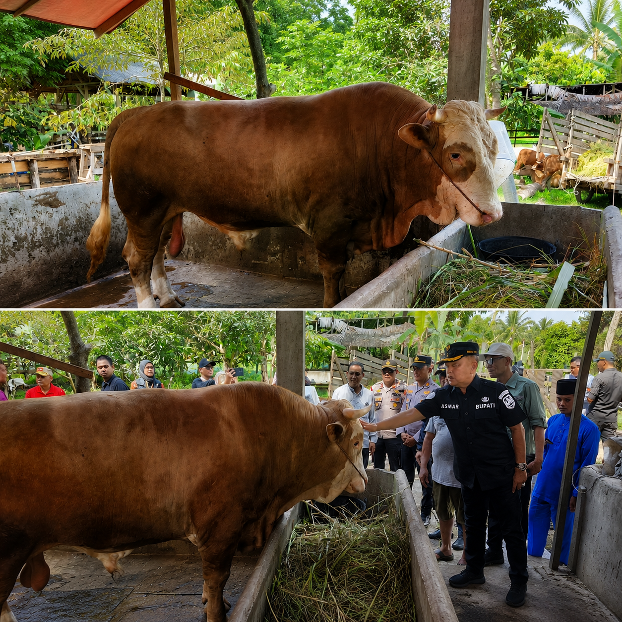 Ini Dia Rambo, Sapi dengan Bobot 903 Kilogram Kurban Presiden untuk Masyarakat Meranti