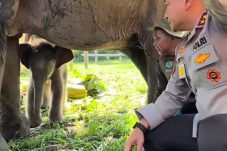 Kenapa Irjen Herry Beri Nama Bayi Gajah yang Lahir di TNTN itu “Seroja”?, Begini Filosofinya