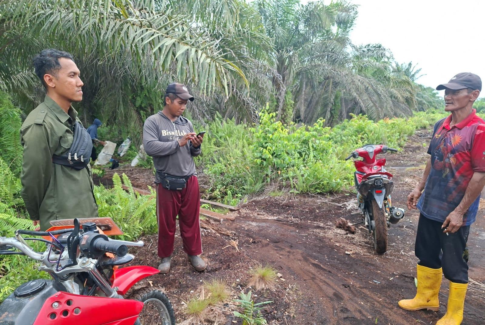 Harimau Sumatera Kembali Muncul di Desa Mengkapan, BBKSDA Riau Kerahkan Tim Mitigasi