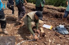 Bocah 12 Tahun Tewas Diterkam Harimau di Camp HTI Pelalawan, BBKSDA Temukan Dugaan Celah Pengamanan