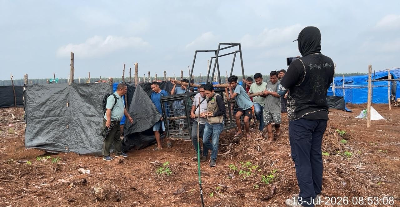Dua Nyawa Melayang dalam Sepekan, BBKSDA Riau Perketat Mitigasi Konflik Harimau Sumatera di Pelalawan