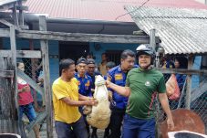 Heboh, Buaya Masuk Pemukiman Warga Selatpanjang Barat