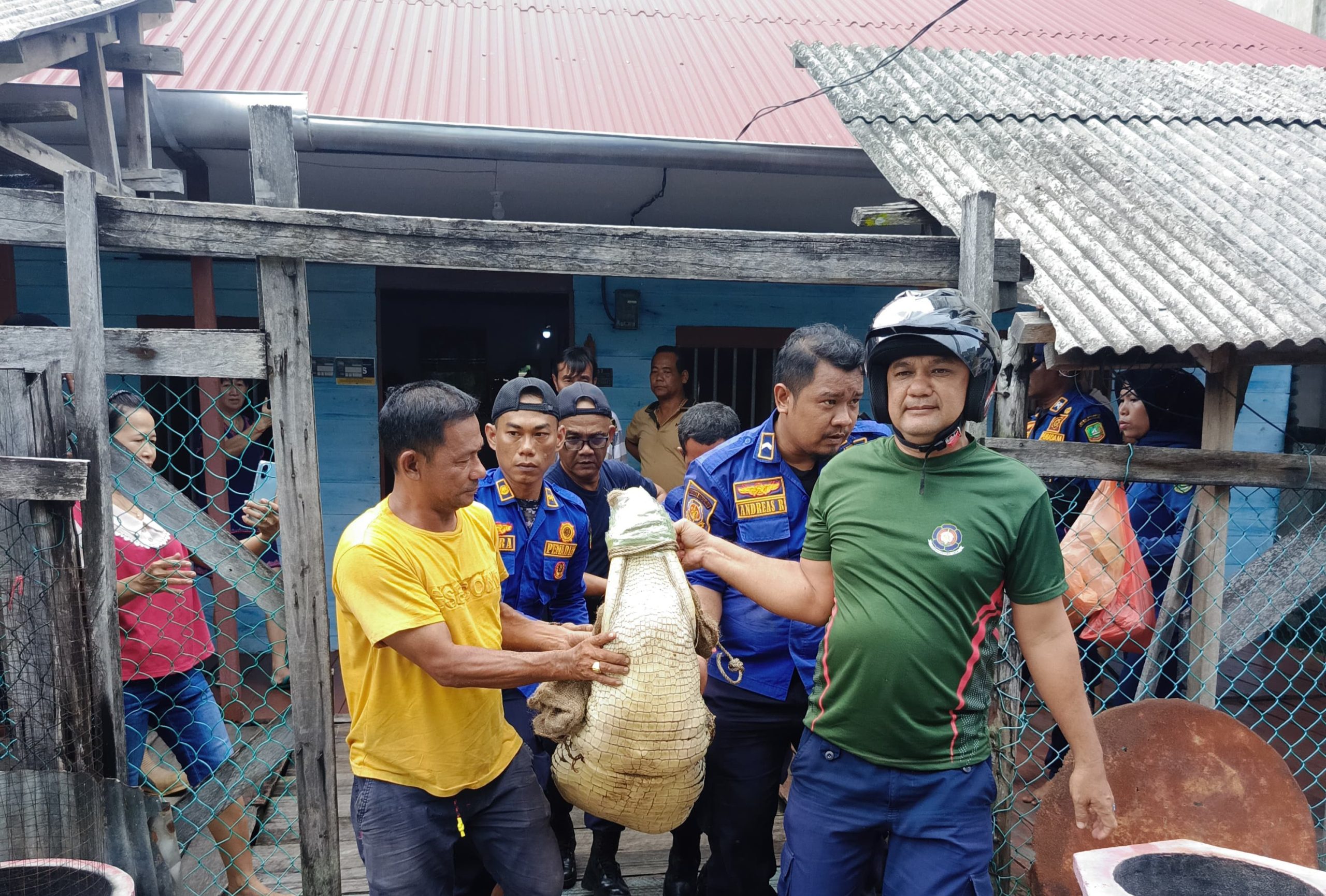 Heboh, Buaya Masuk Pemukiman Warga Selatpanjang Barat