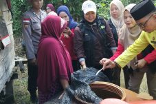 Cegah Penyebaran DBD, Puskesmas Anak Setatah Lakukan Larvasidasi Massal