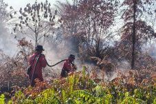 Empat Regu Manggala Agni Lanjutkan Pendinginan Karhutla di Pematang Pudu