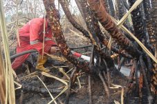 Titik Api di Mak Teduh, Pelalawan, Hampir Sepenuhnya Terkendali