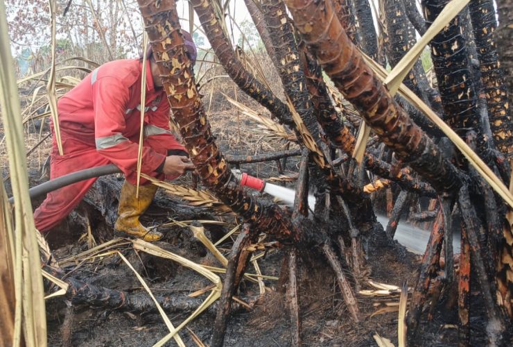 Titik Api di Mak Teduh, Pelalawan, Hampir Sepenuhnya Terkendali