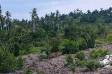 BKSDA Riau Temukan Jejak Baru Harimau Sumatera di Sungai Danai, Inhil 