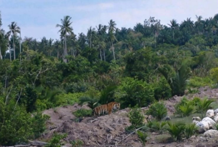 BKSDA Riau Temukan Jejak Baru Harimau Sumatera di Sungai Danai, Inhil 