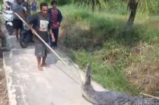 Serang dan Kejar Warga, Buaya Muara Berhasil Diamankan