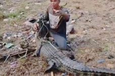 DPKP Inhil Evakuasi Buaya Muara yang Kejar Warga